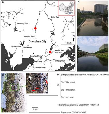 Molecular Characterization of Rotifers and Their Potential Use in the Biological Control of Biomphalaria
